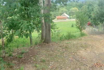 Teren de 1384 mp, în Anghinești - 6