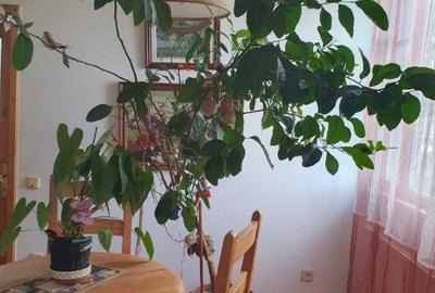 Apartament cu 3 camere decomandat în Ultracentral - 5
