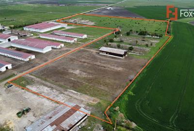 Teren Construcții intravilan de 58340 mp, în Peciu Nou - 3