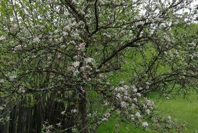 Teren de 3860 mp, în Podu Dâmboviței