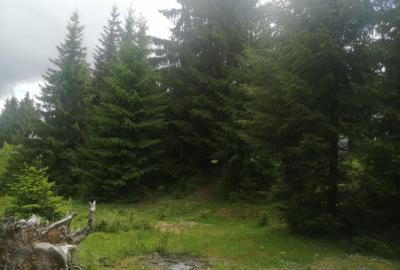 Teren Construcții de 1300 mp, în Beliș - 5