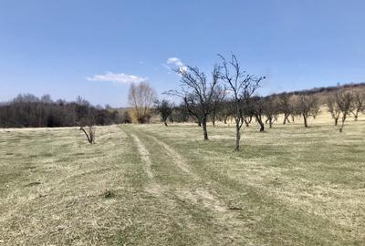 Teren Construcții intravilan de 90000 mp, în Nord - 3
