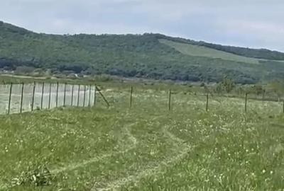 Teren de 14000 mp, în Chintelnic - 1