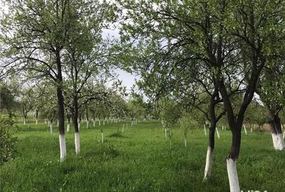 Teren de 3000 mp, în Margina - 5