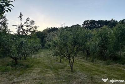 Teren de 5000 mp, în Central