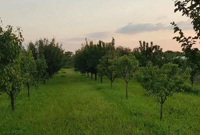 Teren de 2500 mp, în Giarmata