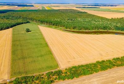 Teren de 46600 mp, în Tămădău Mare - 7