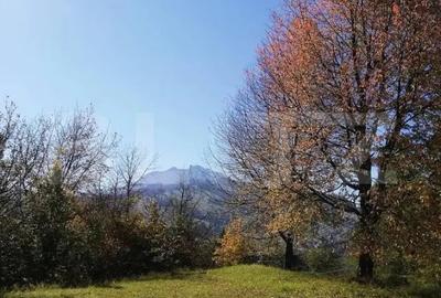 Teren de 2500 mp, în Ceahlău