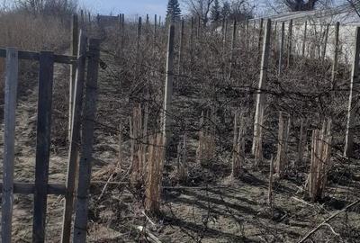 Teren de 944 mp, în Liești - 3