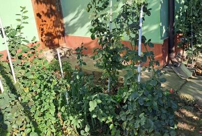 Casă cu 4 camere cu Teren 560 Mp în Central
