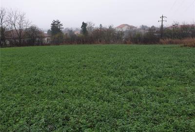 Teren de 6000 mp, în Comana - 10