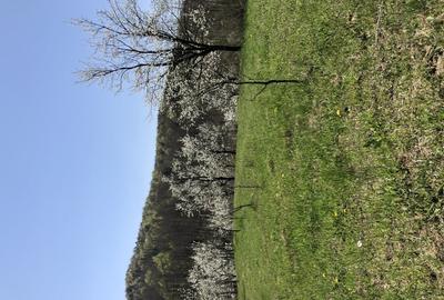 Teren de 9104 mp, în Brebu - 6