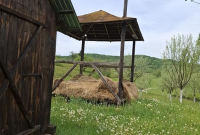 Teren de 7000 mp, în Rona de Jos - 3