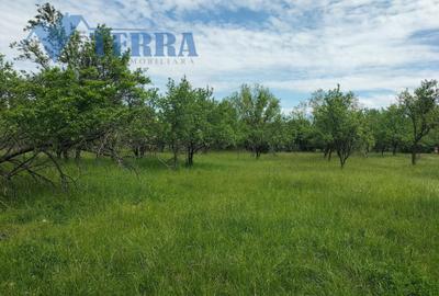 Casă individuală cu 4 camere cu Teren 2300 Mp în Stâlpeni - 6