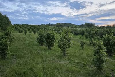 Teren de 27000 mp, în Orașu Nou - 4