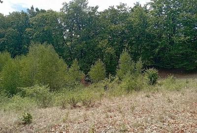 Teren de 3500 mp, în Valea Babei - 8