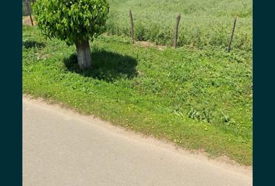 Teren de 4464 mp, în Curcani - 2
