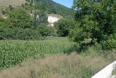 Teren de 1600 mp, în Ortelec - 2