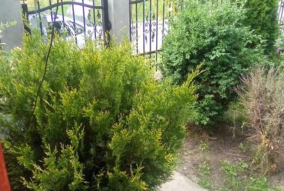 Casă cu 3 camere cu Teren 1100 Mp în Dimăcheni - 1