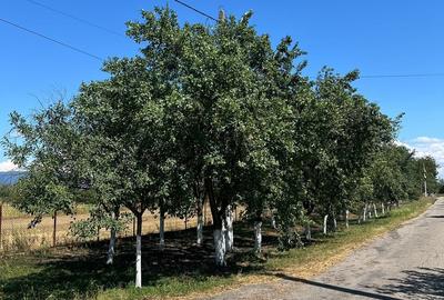 Teren de 1500 mp, în Bocsig