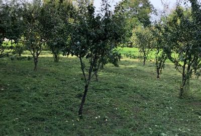 Casă cu 4 camere în Șicula - 7