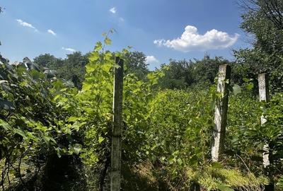Casă cu 4 camere în Lipia - 2
