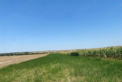 Teren de 36000 mp, în Dumbrava