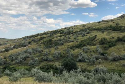 Teren agricol extravilan de 500000 mp, în Tohani - 13