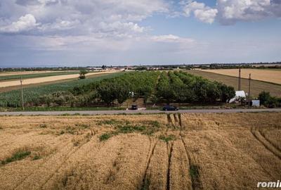 Teren de 25000 mp, în Macea - 10