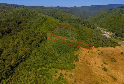 Teren de 6000 mp, în Crizbav - 6
