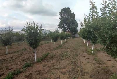 Casă cu 5 camere cu Teren 2500 Mp în Central - 20