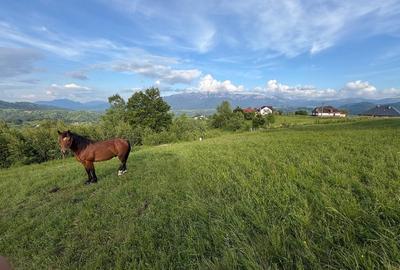 Teren Construcții intravilan de 1400 mp, în Moieciu - 18