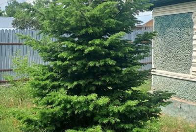 Casă cu Teren 1700 Mp în Plopu