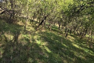 Teren de 9500 mp, în Cârjiți - 10