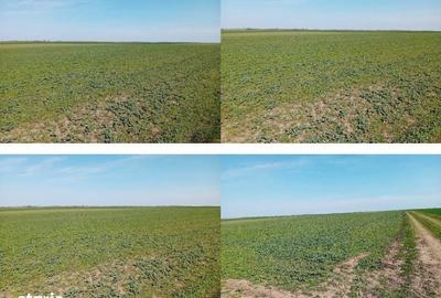 Teren de 5000 mp, în Umbrărești - 6