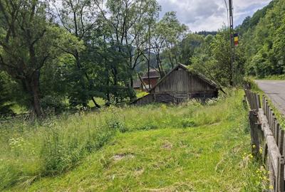 Teren de 4000 mp, în Muntele Băișorii - 15