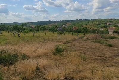Teren de 2000 mp, în Calea Aradului - 3