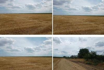 Teren agricol extravilan de 22810 mp, în Frumușani - 3