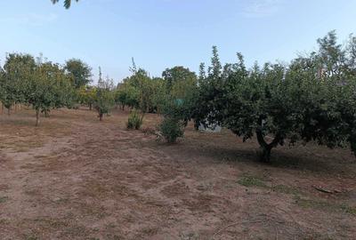 Casă cu 3 camere în Segarcea-Deal - 2