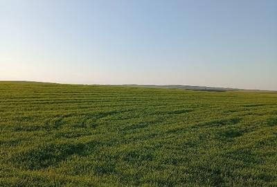 Teren agricol extravilan de 10000 mp, în Zărnești - 3