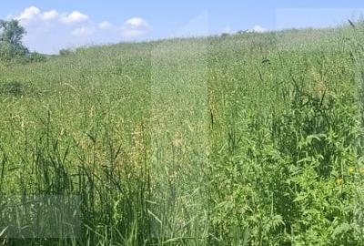 Teren agricol extravilan de 4500 mp, în Tudora