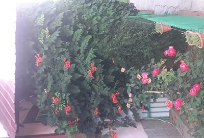 Casă cu 3 camere cu Teren 917 Mp în Iohanisfeld