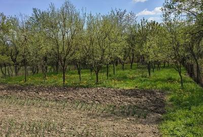 Casă cu 3 camere în Dobrogostea - 3