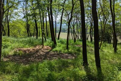Teren de 3057 mp, în Bujoreni - 2