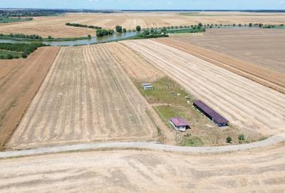Teren Construcții extravilan de 6500 mp, în Frumușani - 11