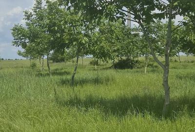 Teren de 70000 mp, în Zalhanaua