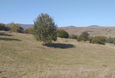 Teren agricol extravilan de 5000 mp, în Apața - 5