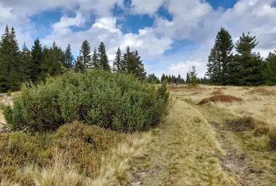 Teren de 12000 mp, în Petreasa - 1