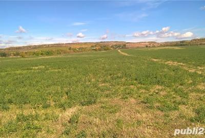 Teren de 39500 mp, în Valea Călugărească - 3