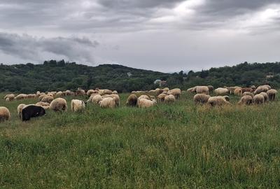 Teren agricol extravilan de 3600 mp, în Jugureni - 4